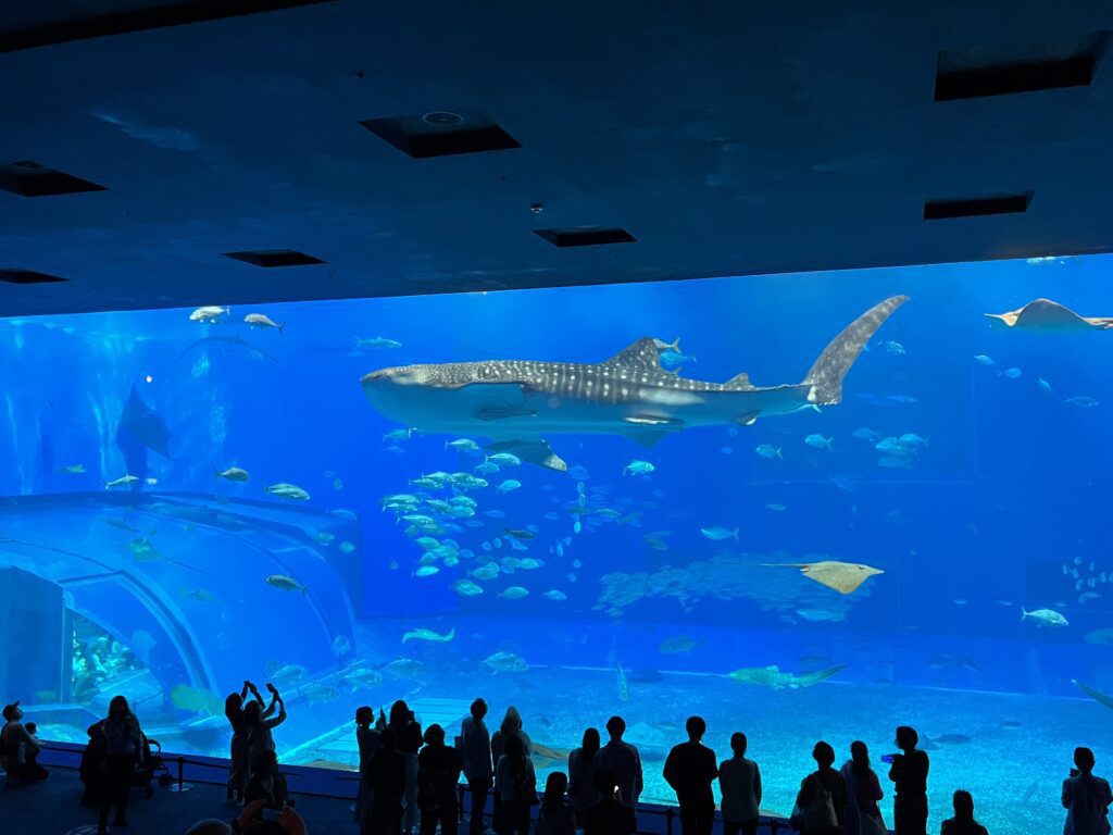 沖繩美麗海水族館 鯨鯊