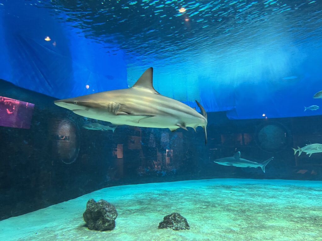 沖繩美麗海水族館 ー 沖繩不可不去的水族館︱有超大的鯨鯊和鬼蝠魟!! - 日本, 水族館, 沖繩