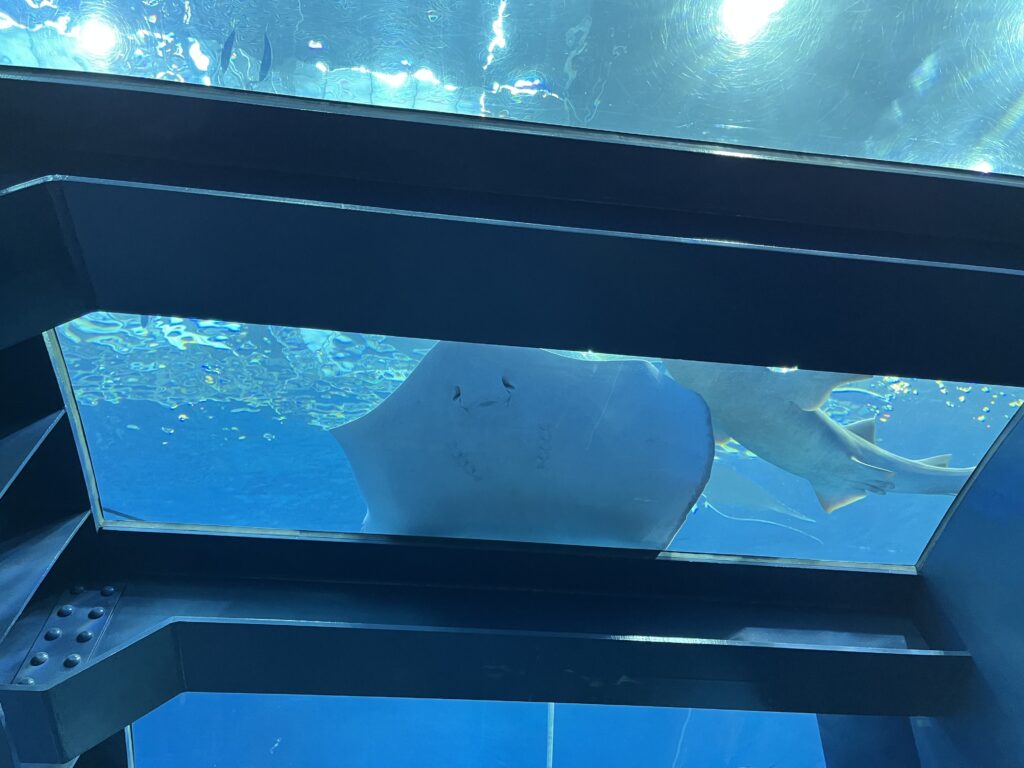沖繩美麗海水族館 ー 沖繩不可不去的水族館︱有超大的鯨鯊和鬼蝠魟!! - 日本, 水族館, 沖繩