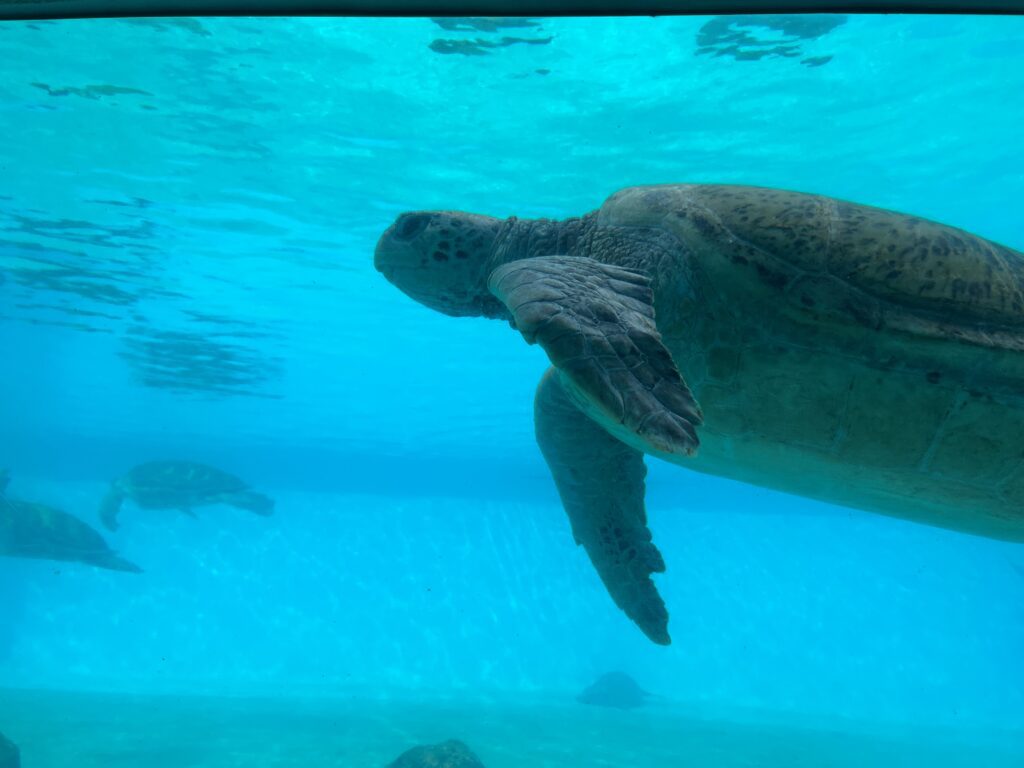 沖繩美麗海水族館 ー 沖繩不可不去的水族館︱有超大的鯨鯊和鬼蝠魟!! - 日本, 水族館, 沖繩