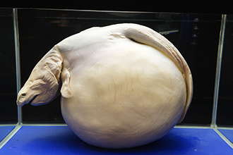 沖繩美麗海水族館 ー 沖繩不可不去的水族館︱有超大的鯨鯊和鬼蝠魟!! - 日本, 水族館, 沖繩