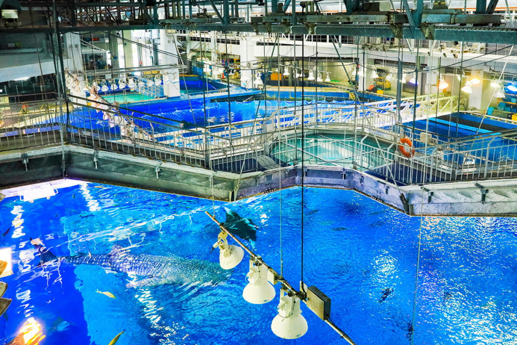 沖繩美麗海水族館 ー 沖繩不可不去的水族館︱有超大的鯨鯊和鬼蝠魟!! - 日本, 水族館, 沖繩
