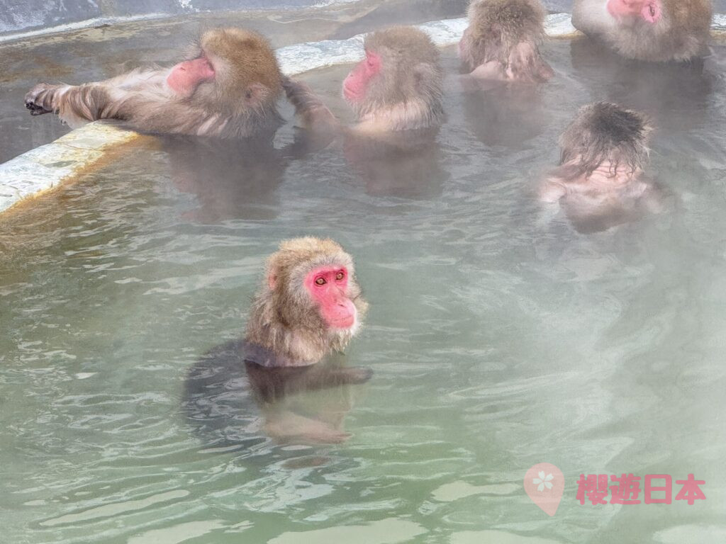 北海道函館景點懶人包｜一篇解決交通、飲食、行程、住宿安排、手信【附真實兩天兩夜行程表】 - 函館, 函館景點, 函館神社, 函館美食, 北海道, 北海道景點, 北海道神社, 北海道美食, 懶人包